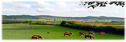 Golden Valley